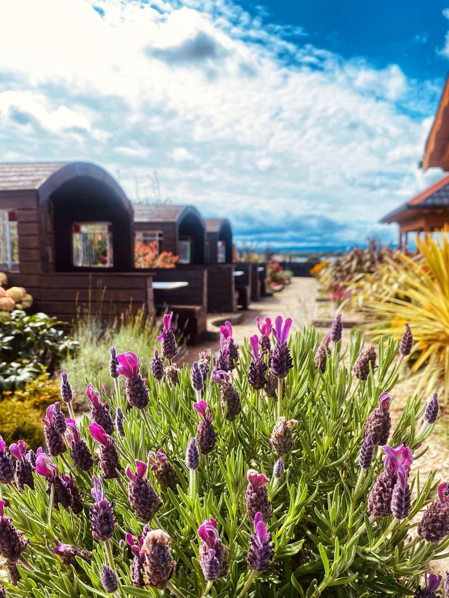 Bed & Breakfast Dulrush Lodge Guest House, Restaurant And Self-Catering *